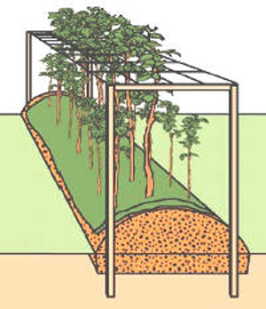 framozenplanten steun